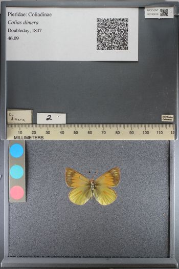 Media type: image;   Entomology 193816